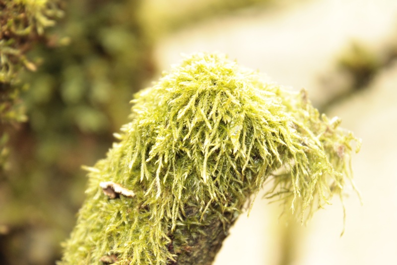 spanish moss, sharp, no people, green color, moss, spiked, focus on foreground, thorn, close-up, tillandsia usneoides, selective focus, plant, 2K, day