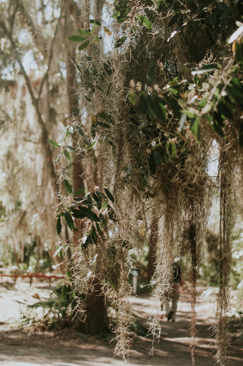 no people, 4K, one animal, wormsloe, moss, tree, animal themes, forest, savannah, day, united states, outdoors, spanish moss, tranquility, wormsloe historic site