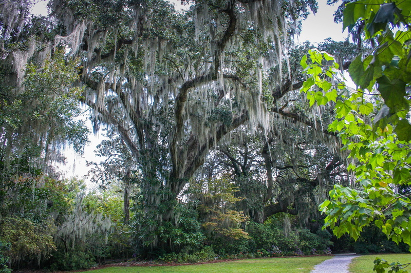 spanish moss, plant, trees, 2K, tranquility, forest, s, outdoors, trunk, scenics - nature, growth, garden, nature, eye, man, view, tree trunk, green color