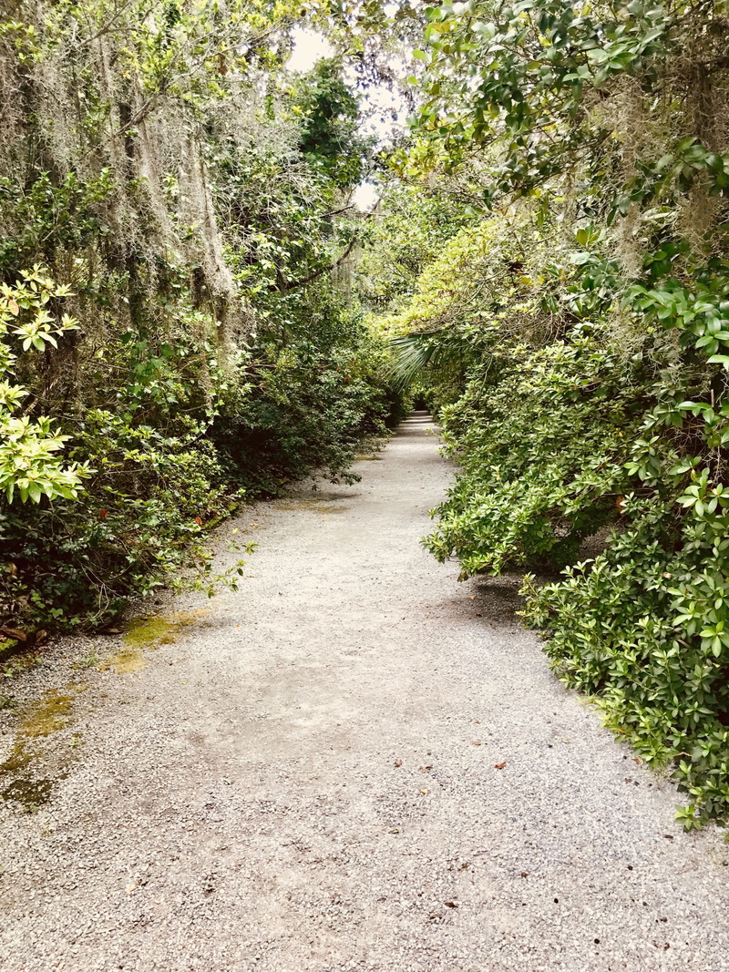 day, wooded, growth, tree, direction, green color, land, diminishing perspective, road, outdoors, green, transportation, wood, the way forward, nature