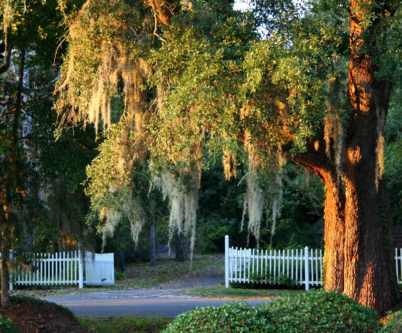 beauty in nature, grass, leafed, agriculture, 2K, branches, tranquil scene, nature, daytime, south carolina, plant, Picket Fence, environment, tree, cemetery
