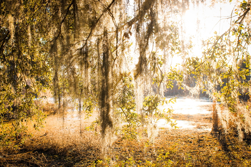 marsh, 4K, autumn, environment, everglades, music, nature, lake, swamp, tree, golden hour, day, forest, sunset, tranquil scene, spanish moss, scenics - nature