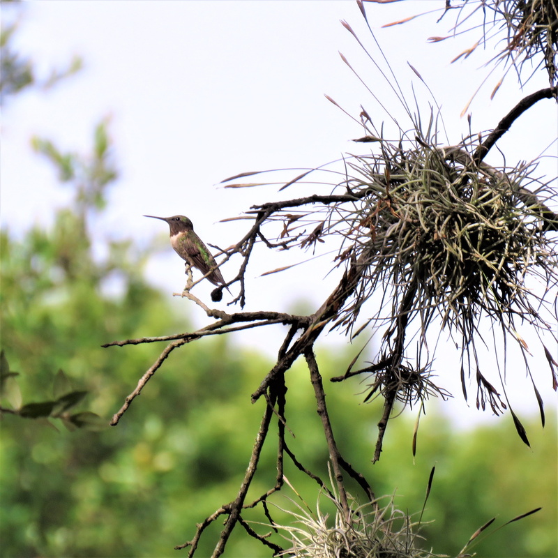 sky, perching, beauty in nature, branch, wildlife, green color, tree, animals in the wild, plant, no people, spanish moss, 2K, vertebrate, growth, day