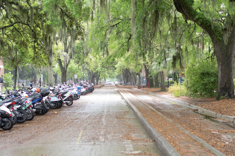 incidental people, 4K, united states, moss, campus, travel, motor vehicle, real people, gainesville, street, motorcycle, tree, the way forward, direction