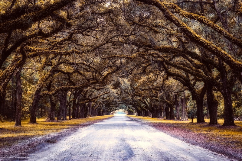 brown, tranquil scene, plant, spanish moss, tree, tree trunk, road, 1080P, trunk, landscape, hanging, growth, vanishing point, direction, trees, moss