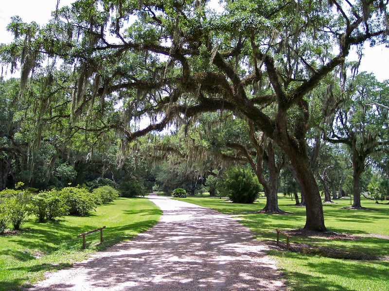tree, green, sunlight, no people, trail, trees, tranquility, moss, treelined, walkway, the way forward, direction, shadow, near, oak, park, tranquil scene