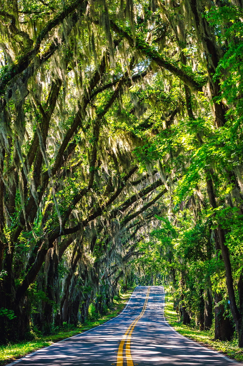 plant, transportation, road, green, empty road, marking, landscape, treelined, rural, nature, the way forward, street, summer, florida, covered, travel