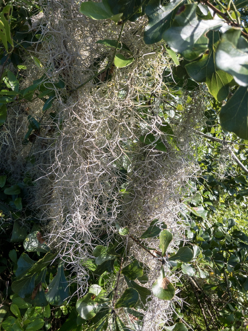 forest, leaf, nature, focus on foreground, green color, close-up, united states, growth, backgrounds, full frame, outdoors, tranquility, spanish moss, plant part