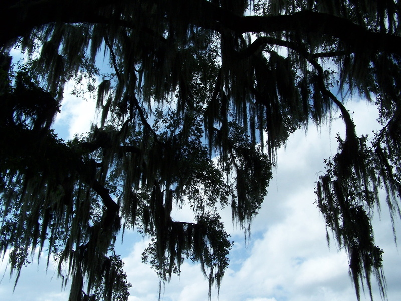 growth, outdoors, plant, woodland, beauty in nature, branch, idyllic, branches, trunk, tree trunk, 2K, environment, Silhouette, Spanish Moss, scenics - nature