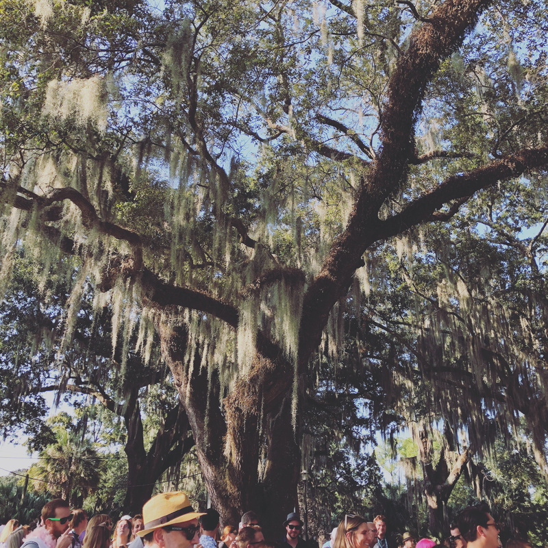 branch, forest, nature, woodland, new orleans, day, no people, low angle view, united states, tree trunk, land, beauty in nature, tree canopy, sunlight