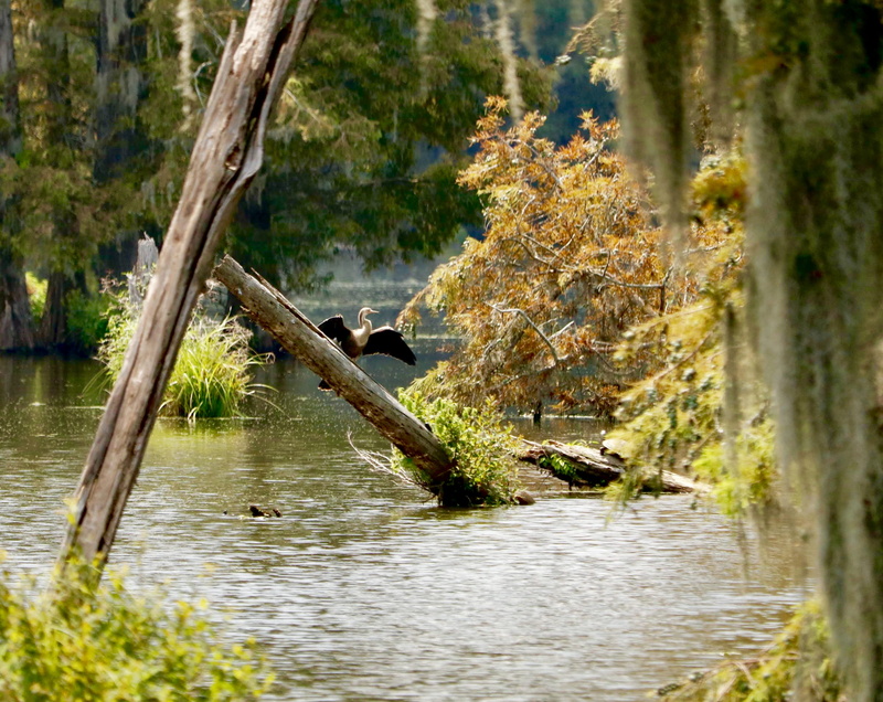 land, 2K, alligator, tree, Spanish moss, scenics - nature, wood - material, nature, change, tranquility, beauty in nature, no people, woodland, bird, water