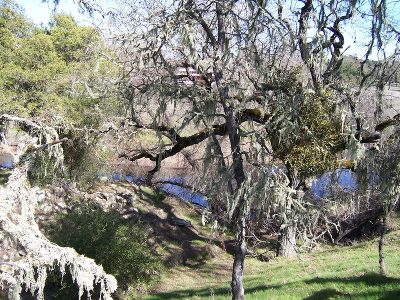 cherry blossom, non-urban scene, 2K, oak tree, no people, lake, land, day, tranquil scene, growth, tree, cherry tree, scenics - nature, tranquility, branch