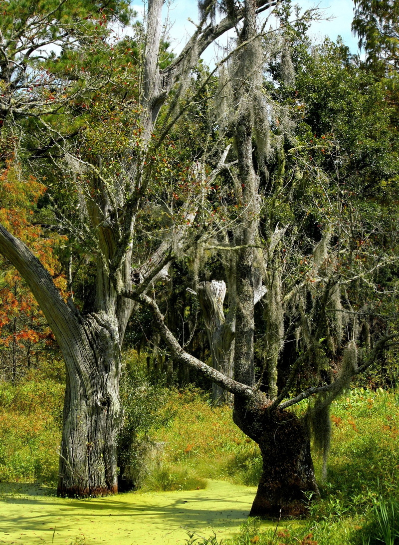 growth, land, marsh, spanish moss, no people, outdoors, wetland, tranquil scene, nature, non-urban scene, day, tranquility, trunk, green color, bog, beauty in nature