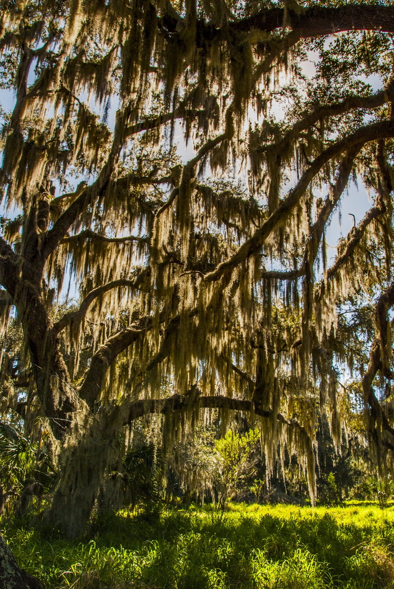 natural, growth, light, green, oak, plant, full frame, tree trunk, organic, low angle view, outdoor, moss, beauty in nature, 2K, spanish, day, nature