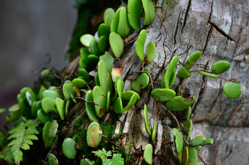 green color, plant, flora, animals in the wild, focus on foreground, leaves, epiphyte, day, animal wildlife, nature, leaf, wild plants, food, trunk, growth