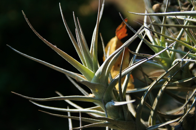 fragility, selective focus, focus on foreground, spiky, tranquility, dull, plant part, epiphyte plant, leaves, backgrounds, growth, Roots, flower, botany