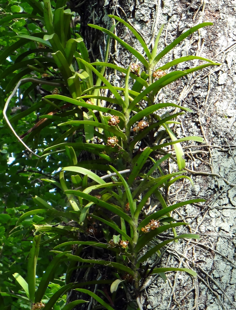 land, western ghats, 1080P, growth, day, acampe praemorsa, freshness, outdoors, plant, beauty in nature, india, field, wild, tree, nature, flower, epiphytic