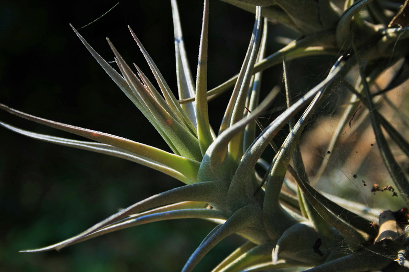leaves, growth, animal, air, backgrounds, beauty in nature, studio shot, no people, green, focus on foreground, spiky, roots, plant, animal themes, freshness