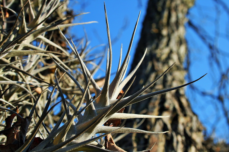 tree, sunlight, 4K, dead plant, coniferous tree, twig, blue, Plant, Epiphyte, Roots, branch, nature, dry, focus on foreground, host, land, beauty in nature