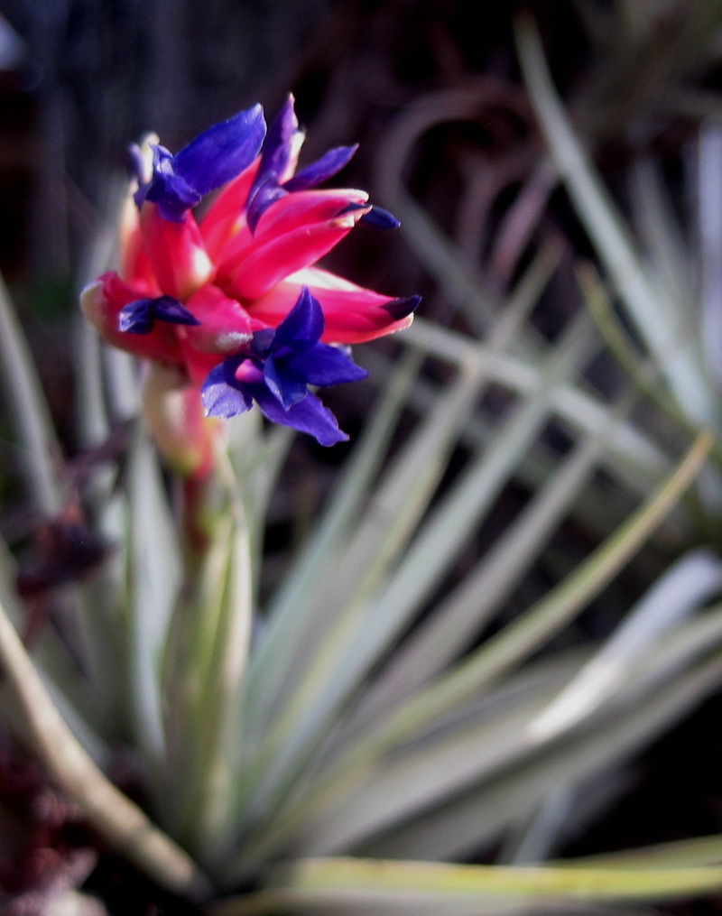 inflorescence, focus on foreground, flower, fresh, fragrance, beauty in nature, outdoors, no people, foliage, pollen, fragile, close-up, vulnerability