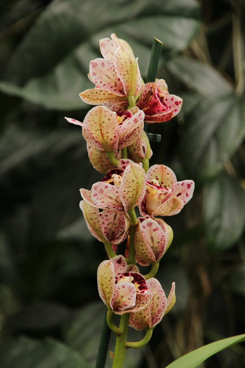 petal, new life, flowering plant, plant, nature, fragility, bud, the orangery, fauna, growth, flower, exotic, inflorescence, epiphyte, no people, flower head