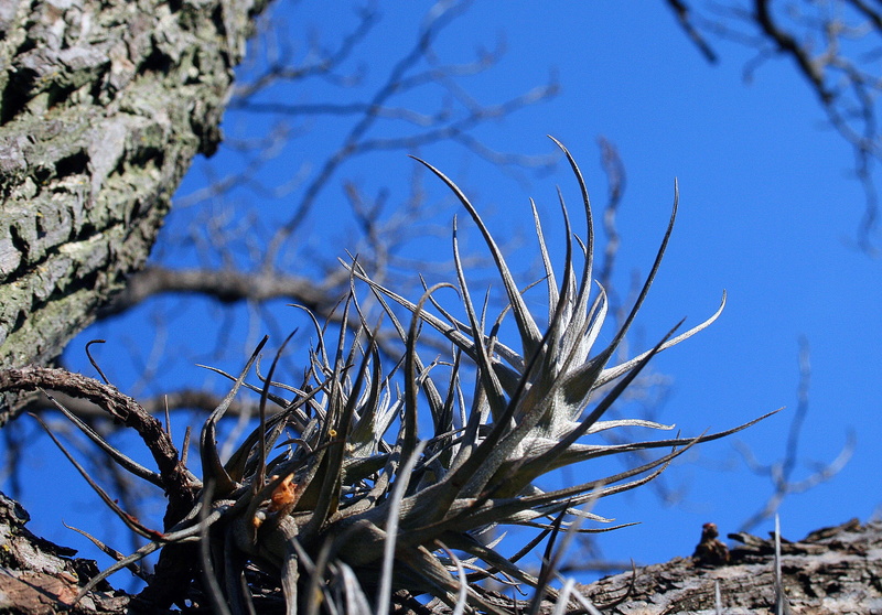 tree, air, low angle view, close-up, blue, growth, sunlight, sky, nature, focus on foreground, Roots, Epiphyte, Plant, branch, no people, beauty in nature