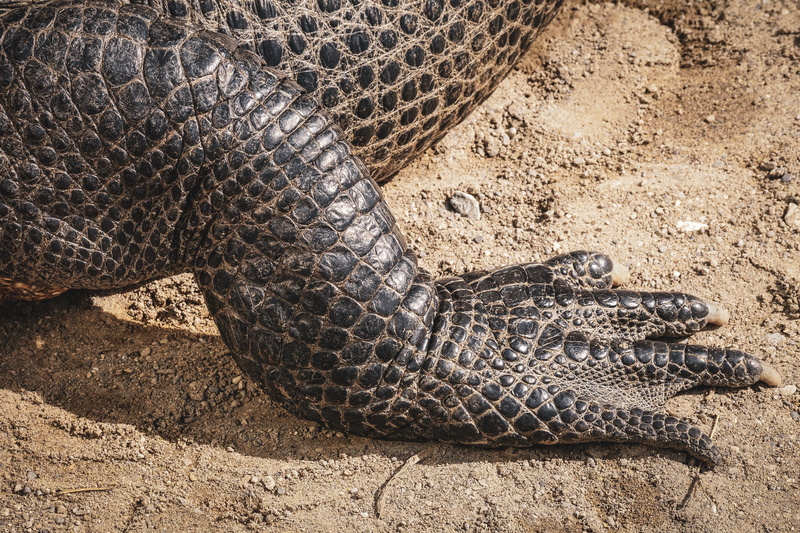 dangerous, field, animal themes, animals in the wild, mississippi aligator, reptile, close-up, animal wildlife, skin, outdoors, high angle view, alligator