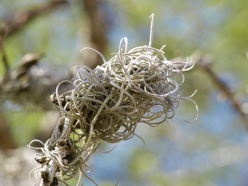 macro, tangled, caribbean, jungle, plant, dried, branches, dead plant, sunlight, forest, vulnerability, twig, animal nest, tree, close-up, dry, tropics