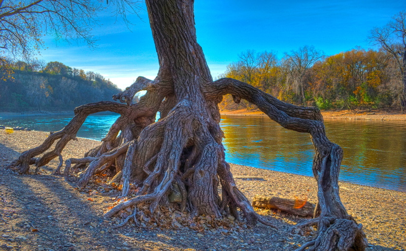 water, Mississippi, plant, lake, Falls, land, idyllic, root, rooted, tree trunk, tree, rope, scenics - nature, Minnesota, no people, brown, Park, tranquility