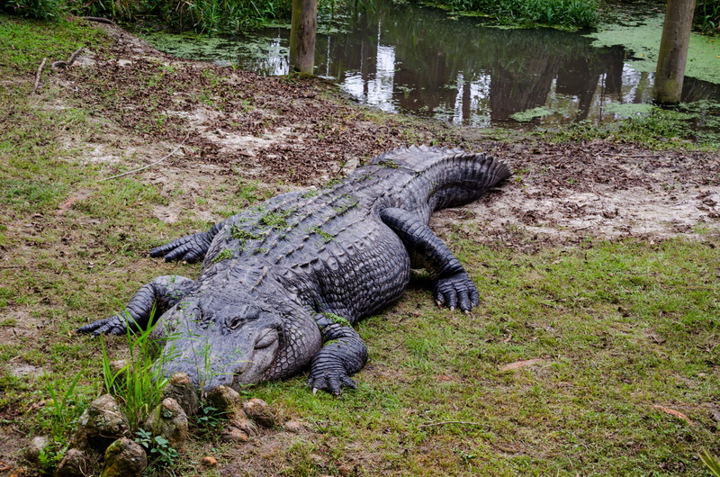 tree, animal, animal wildlife, north america, usa, vertebrate, no people, wild, dangerous, america, nature, water, field, 4K, day, outdoors, alligator