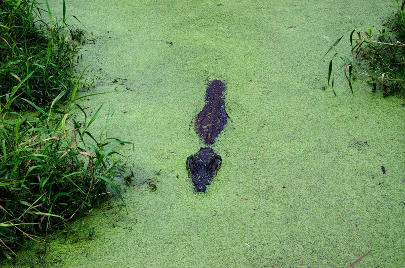 alligator alley, field, green color, dangerous, no people, southern states, growth, land, lake, america, lifestyles, outdoors, reptile, algae, north america