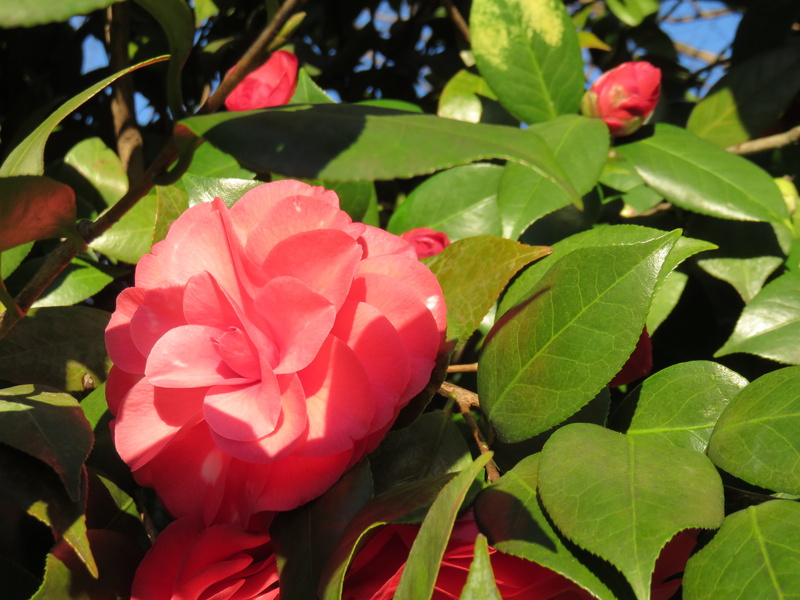 tree, vulnerability, growth, south carolina, bush, beauty in nature, pink, no people, flower head, inflorescence, 4K, camellia, plant, greenville, flowering plant