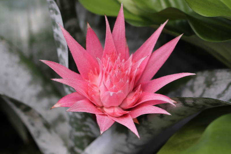 plants, bromeliad, green, day, tropical plants, plant, flower head, botany, plant part, beauty in nature, pollen, growth, close-up, fragility, petal, exotic