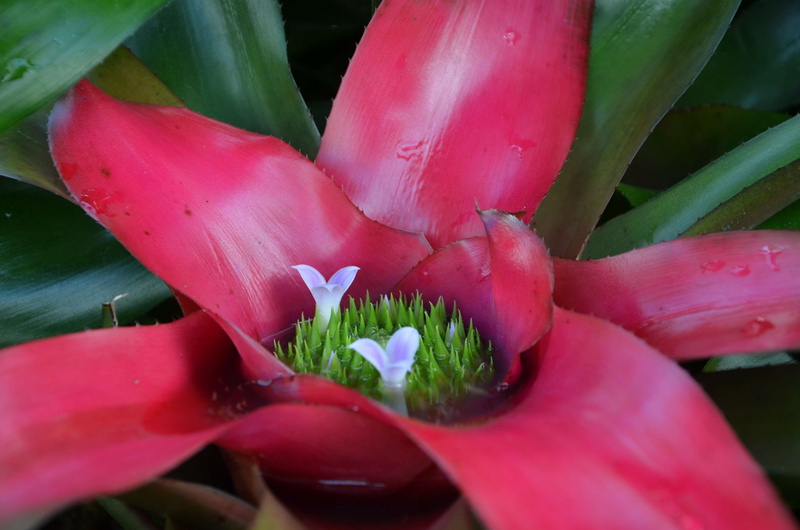 red, vulnerability, pollen, nature, leaf, 4K, bromeliad, fragility, freshness, pink color, no people, selective focus, petal, bromeliaceae, day, beauty in nature