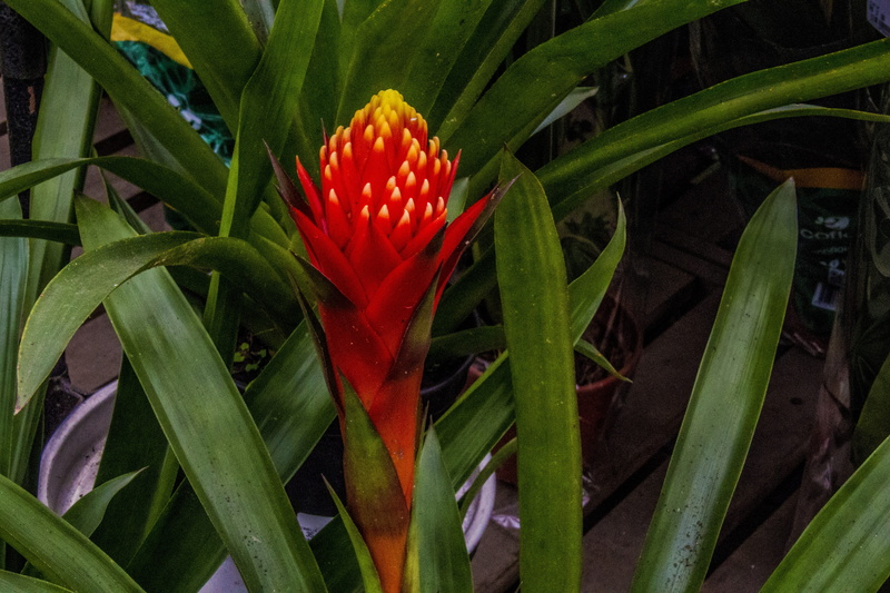field, day, no people, growth, bromeliad, petal, garden, freshness, bromeliad red, botany, 5K, leaf, flowering plant, plant part, flower head, plant, vulnerability