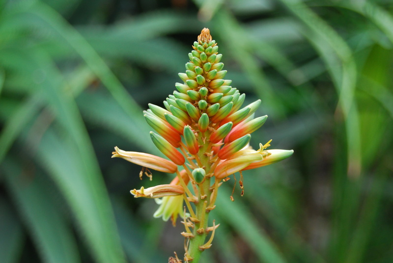 orange, bromeliad, thailand, flower, plant, nature, flowering plant, no people, green, beauty In Nature, vulnerability, yellow, stem, pollen, freshness