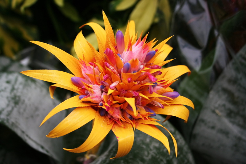 growth, outdoors, 2K, flowering plant, gazania, tropical, red, beauty in nature, bromeliad, petal, close-up, Flowers, pollen, Nature, yellow, fragility