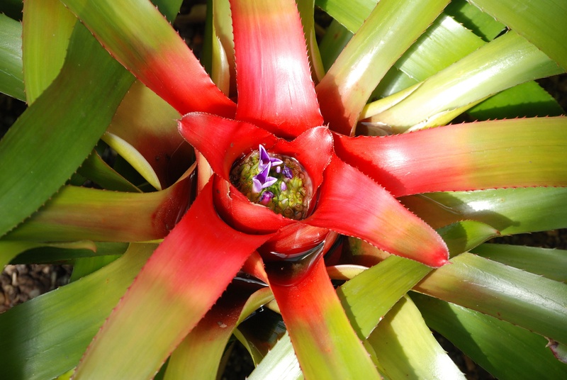 flowering plant, neoregelia, flowers, no people, growth, close-up, beauty in nature, bromeliad, petal, green color, red, flower, botany, plant part, nature