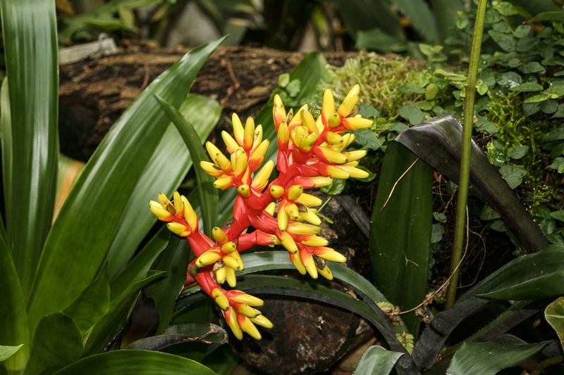 leaf, green color, flower head, nature, vulnerability, no people, fragility, close-up, springtime, flowering plant, Flora, Aechmea, petal, inflorescence
