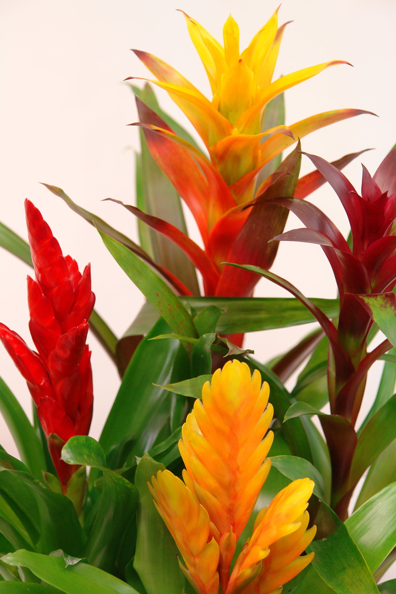 colorful, inflorescence, 4K, bromeliaceae, flowering plant, freshness, beauty in nature, houseplant, flower, orange color, guzmania, plant part, bromeliads