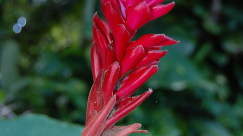 cnmi, outdoors, multi Colored, tropical flower, flower, day, no people, saipan, macro, red, plant, nature, drop, water, growth, bromeliad, focus on foreground