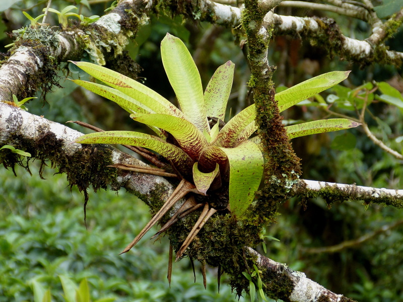 trunk, animals in the wild, close-up, green, nature, animal themes, sunlight, plant part, moss, one animal, bromeliad, forest, costa rica, jungle, 2K