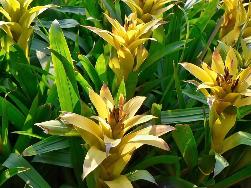 yellow-green contrast, no people, outdoors, fragility, inflorescence, yellow, nature, growth, vulnerability, pineapple plant, plant, Bromeliad, petal, yellow leaves
