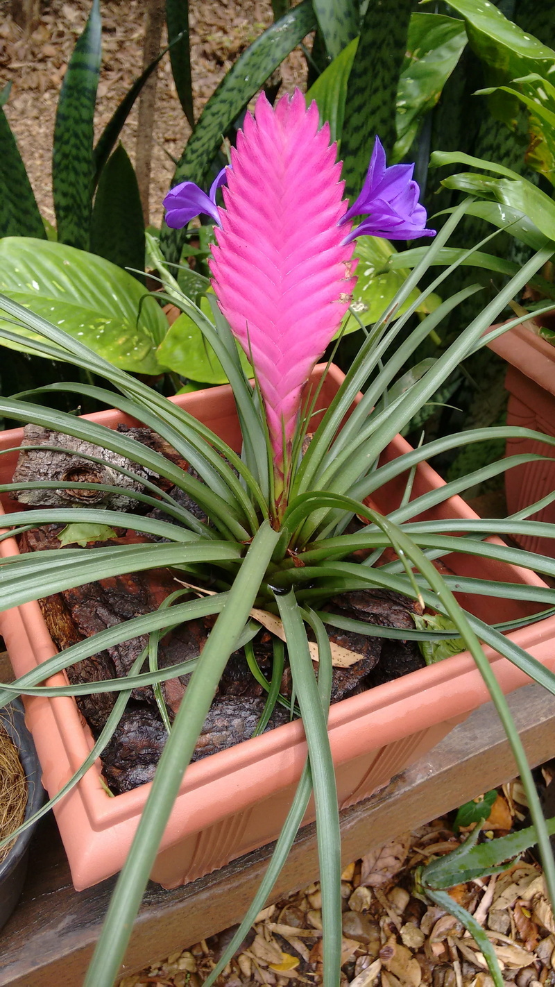 pink color, plant, Exotic Plant, green color, Purple, front or back yard, outdoors, nature, leaf, no people, fragility, flower pot, exotic, growth, close-up