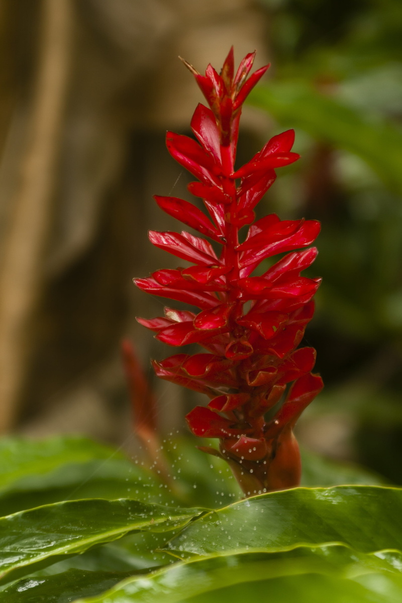 beauty in nature, plant part, close-up, nature, wet, bromeliad, no people, leaf, 4K, day, outdoors, fragility, red, green color, vulnerability, drop, spring