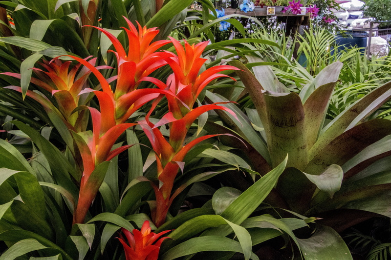 green color, flowerbed, close-up, bromeliad, beauty in nature, vulnerability, growth, flower head, plant part, leaf, flower, red, 5K, outdoors, flowering plant