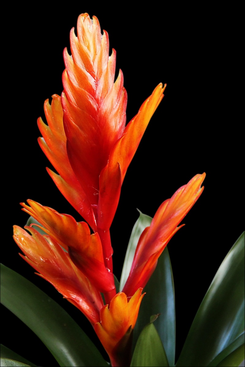 botany, inflorescence, growth, vriesea, tropical, fragility, pineapple greenhouse, no people, plant, freshness, nature, close-up, black background, flower head