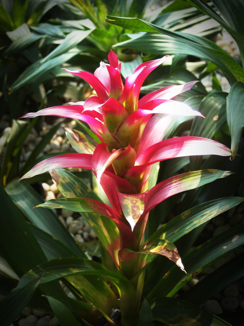 orange, isolated, blossom, nature, 2K, inflorescence, petal, bromeliad, many, collection, red, colorful, color, flower, orchid, macro, group, outdoors