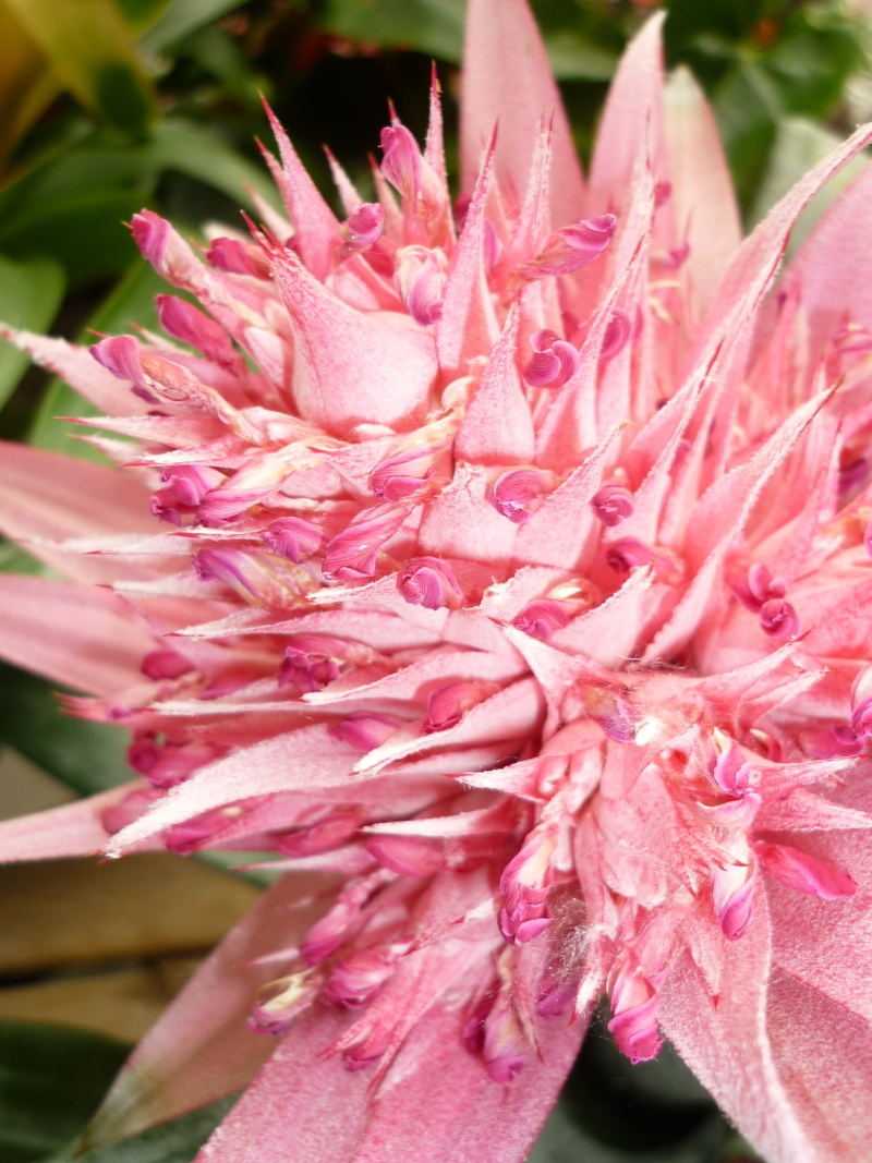 bunch of flowers, softness, pineapple, growth, flower head, tropical plant, day, 1080P, vulnerability, blossom, inflorescence, pink color, botany, no people