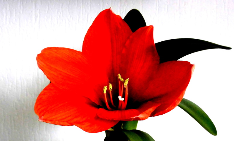 inflorescence, vulnerability, beauty in nature, pollen, freshness, close, tropics, no people, red, botany, flora, nature, exotic, blossom, bromeliad, 4K